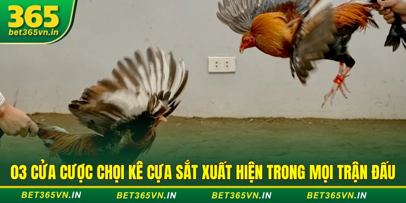 03 cửa cược chọi kê cựa sắt xuất hiện trong mọi trận đấu