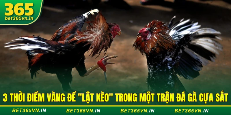 3 Thời Điểm Vàng Để "Lật Kèo" Trong Một Trận Đá Gà Cựa Sắt