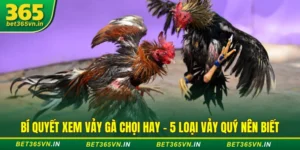 Bí Quyết Xem Vảy Gà Chọi Hay - 5 Loại Vảy Quý Nên Biết