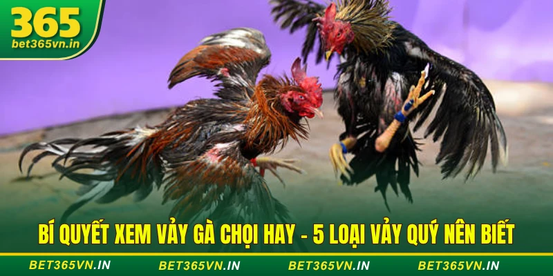 Bí Quyết Xem Vảy Gà Chọi Hay - 5 Loại Vảy Quý Nên Biết