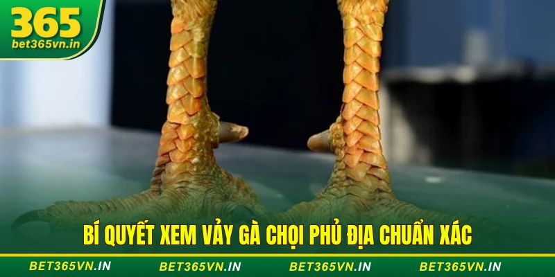 Bí quyết xem vảy gà chọi phủ địa 