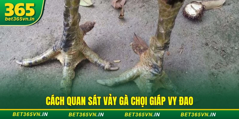 Cách quan sát vảy gà chọi giáp vy đao 