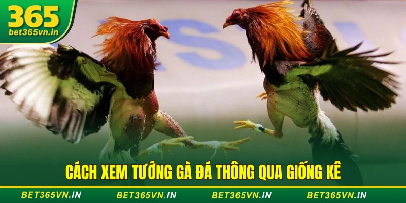 Cách xem tướng gà đá thông qua giống kê