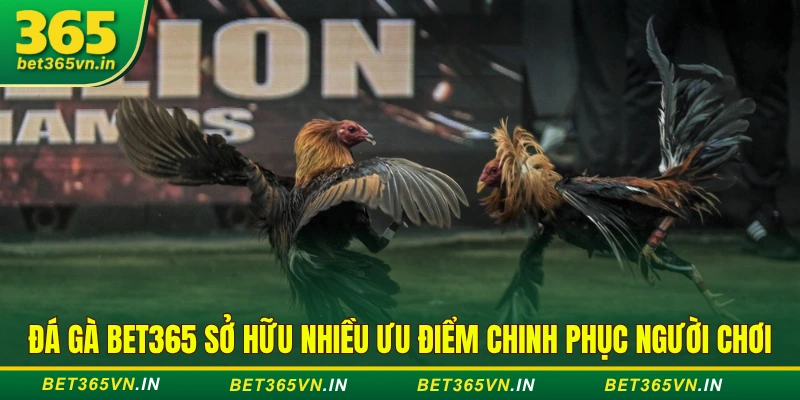 Đá gà BET365 ưu điểm