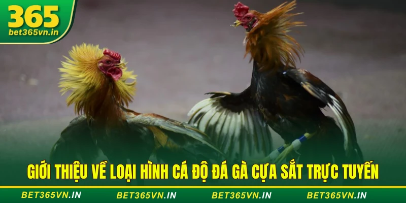 loại hình cá độ đá gà cựa sắt trực tuyến