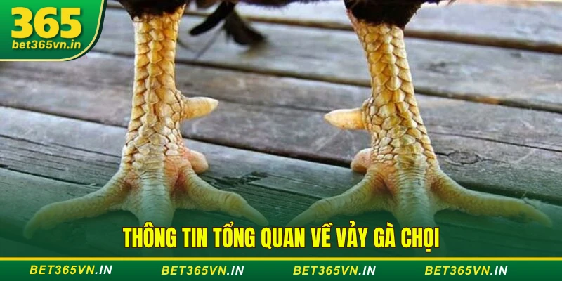 về vảy gà chọi