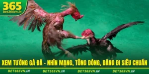 Xem Tướng Gà Đá - Nhìn Mạng, Tông Dòng, Dáng Đi Siêu Chuẩn