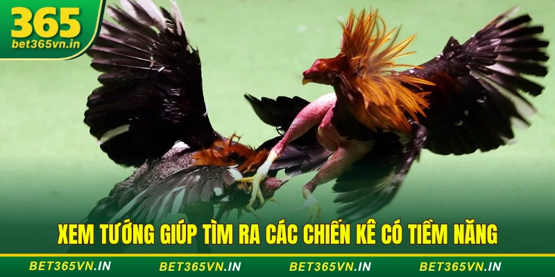 Xem tướng giúp tìm ra các chiến kê có tiềm năng